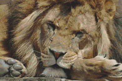 Leisurely Lion - White Willow Stitching