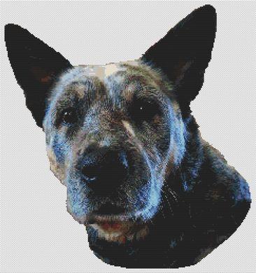 Ringo: Australian Cattle Dog - White Willow Stitching