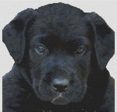 Black Lab Puppy - White Willow Stitching