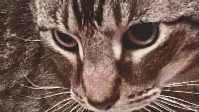 Through A Cat's Eye - White Willow Stitching