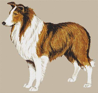 Rough Collie - White Willow Stitching