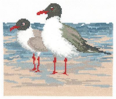 Laughing Gulls By Claire Harkness - Imaginating