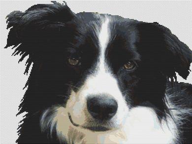 Border Collie - White Willow Stitching