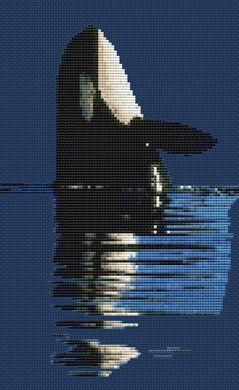 Killer Whale - White Willow Stitching
