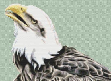 Bald Eagle 3 - White Willow Stitching
