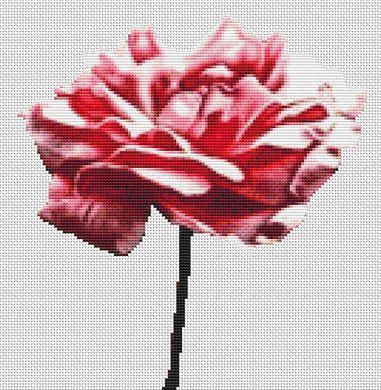 Pink Carnation - White Willow Stitching