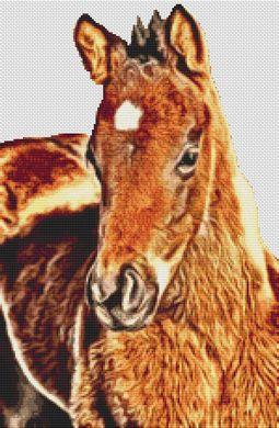 Bay Foal - White Willow Stitching
