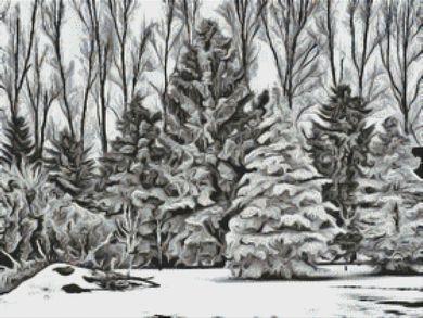 Winter Wonders - White Willow Stitching