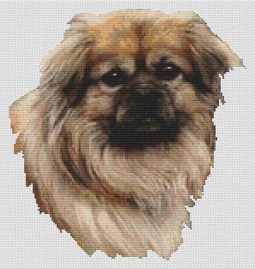 Tibetan Spaniel: Fawn - White Willow Stitching