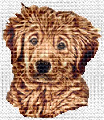 Wet: Golden Retriever Puppy - White Willow Stitching