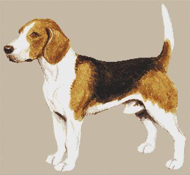Beagle VI - White Willow Stitching