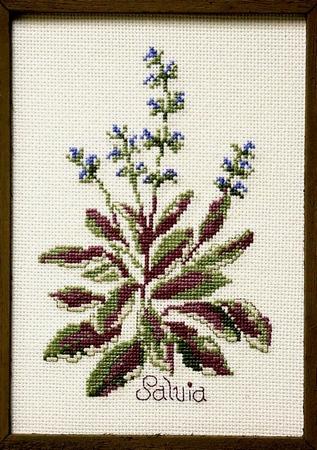 Salvia - Cross-Point Designs