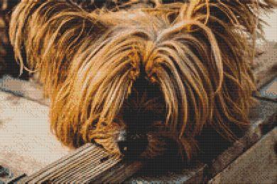 Yorkie Napping - White Willow Stitching