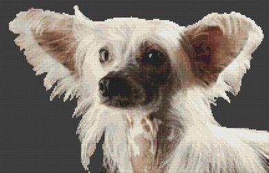 Chinese Crested - White Willow Stitching