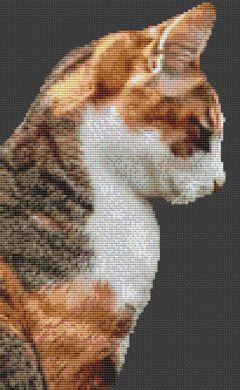 Cat: Socks - White Willow Stitching