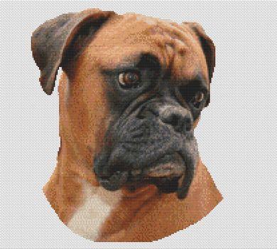 Boxer: Goldie - White Willow Stitching