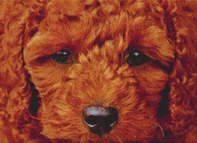 Through The Eyes Of A Poodle - White Willow Stitching