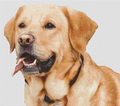 Yellow Lab Smile - White Willow Stitching