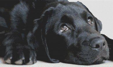 Black Lab Sighs - White Willow Stitching