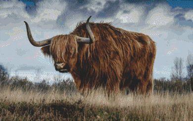 Scottish Highland Bull - White Willow Stitching