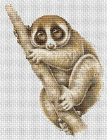 Slow Loris - White Willow Stitching