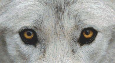 Through The Eyes: Grey Wolf - White Willow Stitching