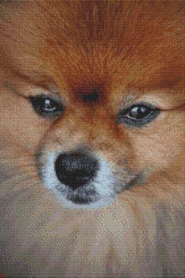 Pomeranian Portrait - White Willow Stitching