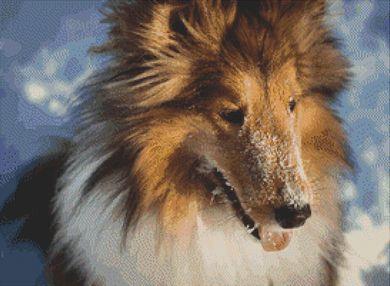 Snow Collie - White Willow Stitching