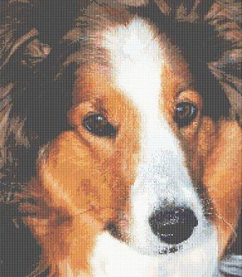 Sheltie: Bob - White Willow Stitching