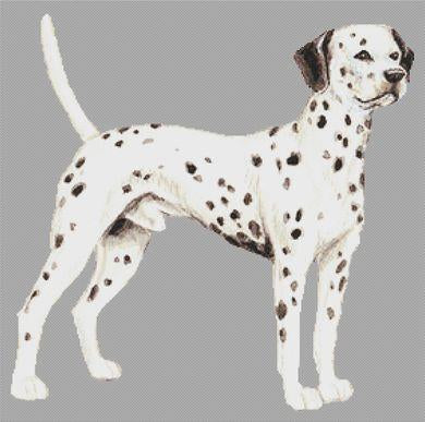 Dalmatian II - White Willow Stitching