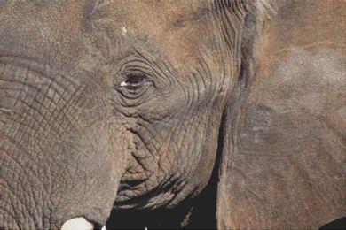 Through The Eye Of An Elephant - White Willow Stitching