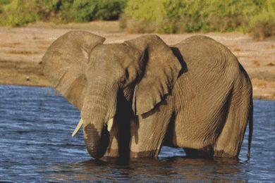 Relaxing: Elephant - White Willow Stitching