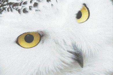 Snowy Owl - White Willow Stitching