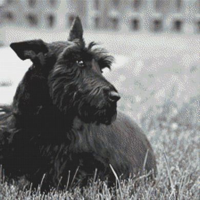 Fitz: Scottish Terrier - White Willow Stitching