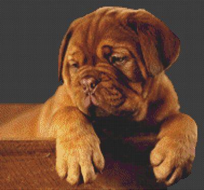 Dogue de Bordeaux Puppy - White Willow Stitching