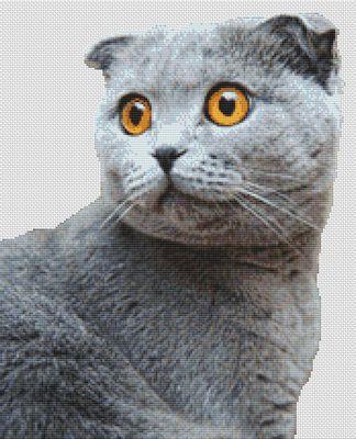 Grey Scottish Fold - White Willow Stitching