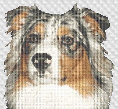 Australian Shepherd 2 - White Willow Stitching