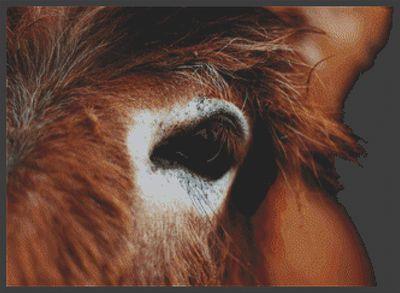 Through the Eye: Donkey - White Willow Stitching