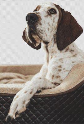Treeing Walker Coonhound - White Willow Stitching