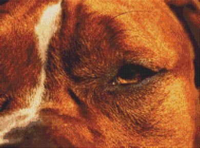 Through The Eye: Staffy - White Willow Stitching