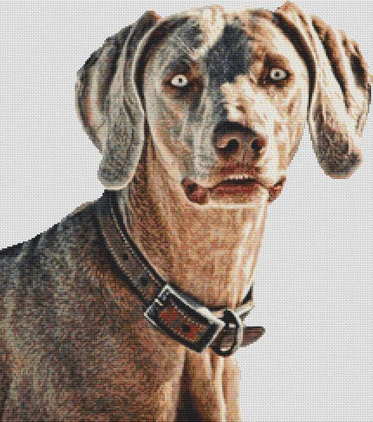 Weimaraner Beauty - White Willow Stitching