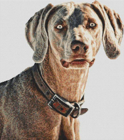 Weimaraner Beauty - White Willow Stitching