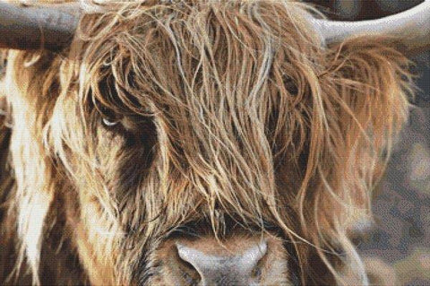 Scottish Highland Cow - White Willow Stitching