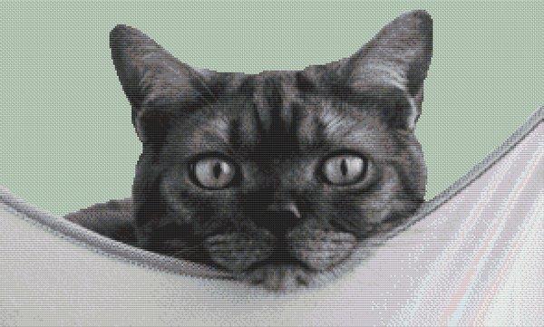 Cat Nap - White Willow Stitching