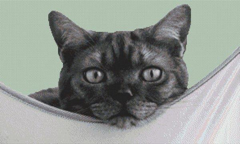 Cat Nap - White Willow Stitching