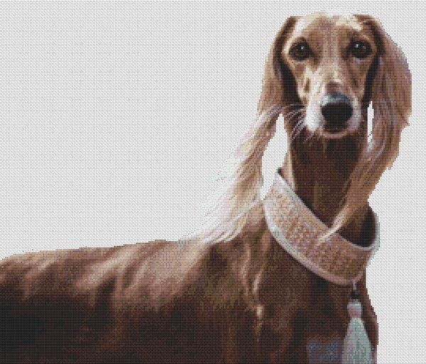 Saluki Beauty - White Willow Stitching