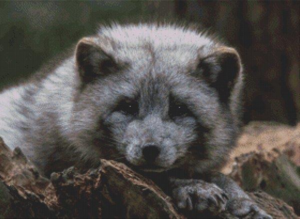 Grey Arctic Fox - White Willow Stitching