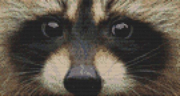 Through The Eye: Raccoon - White Willow Stitching
