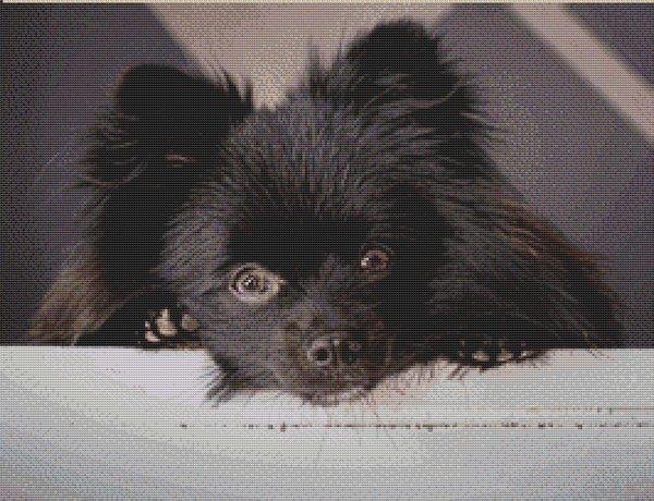 Spike: Black Pomeranian - White Willow Stitching