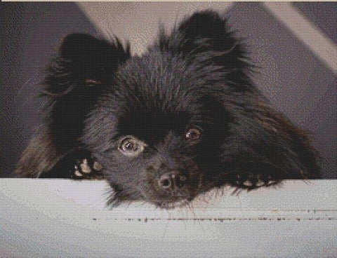 Spike: Black Pomeranian - White Willow Stitching